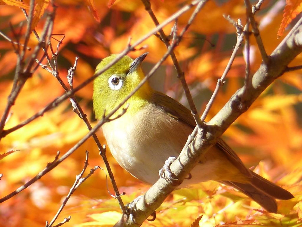 秋の里山で6(紅葉3とメジロ)