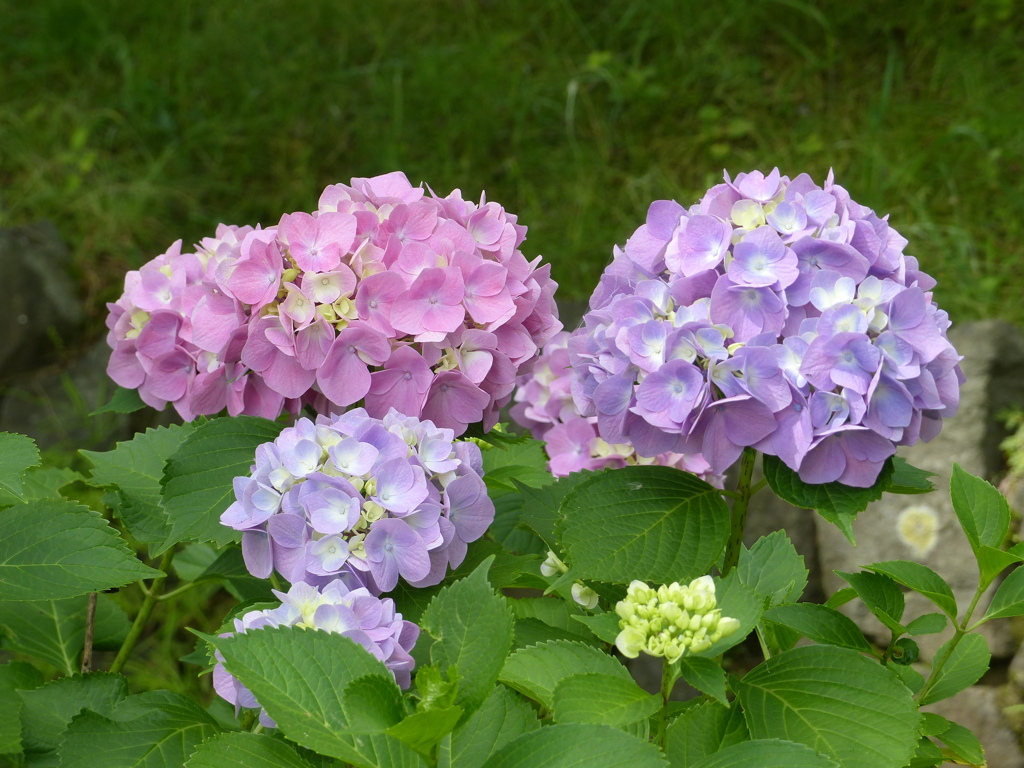 夏の花3(紫陽花)