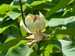 春の里山で6(朴ノ木の花）