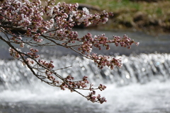 観音寺川の桜