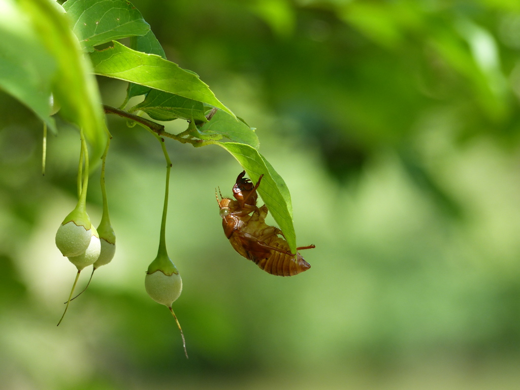 夏の昆虫1