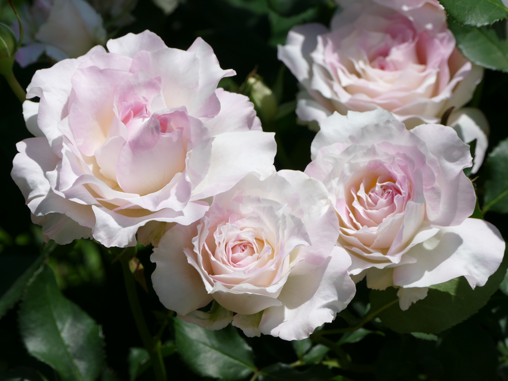 春の花15(バラ5)