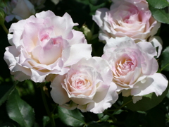 春の花15(バラ5)