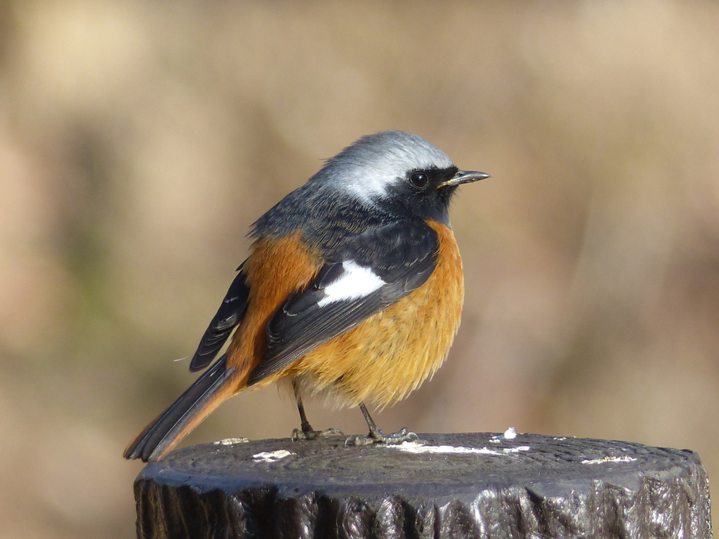 冬の里山で10(ジョウビタキ3)