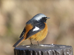 冬の里山で10(ジョウビタキ3)