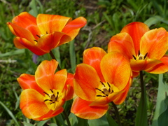 春の花7(チューリップ)