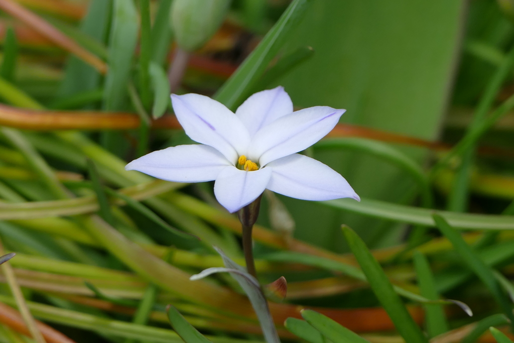 今日のべっぴんさん。