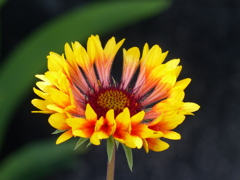 初夏の花