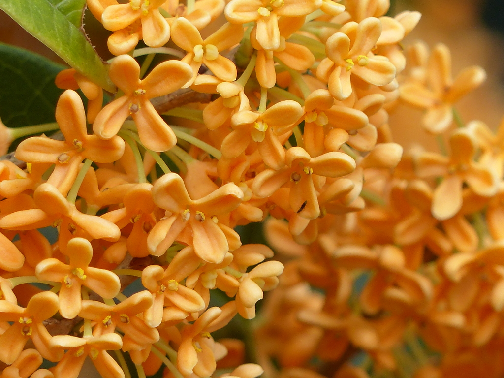 秋の花(金木犀）