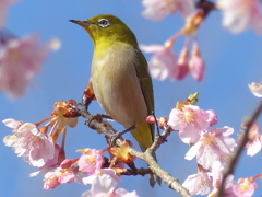 春の里山で5(河津桜とメジロ5)