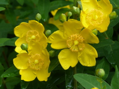 夏の花( ビョウヤナギ)