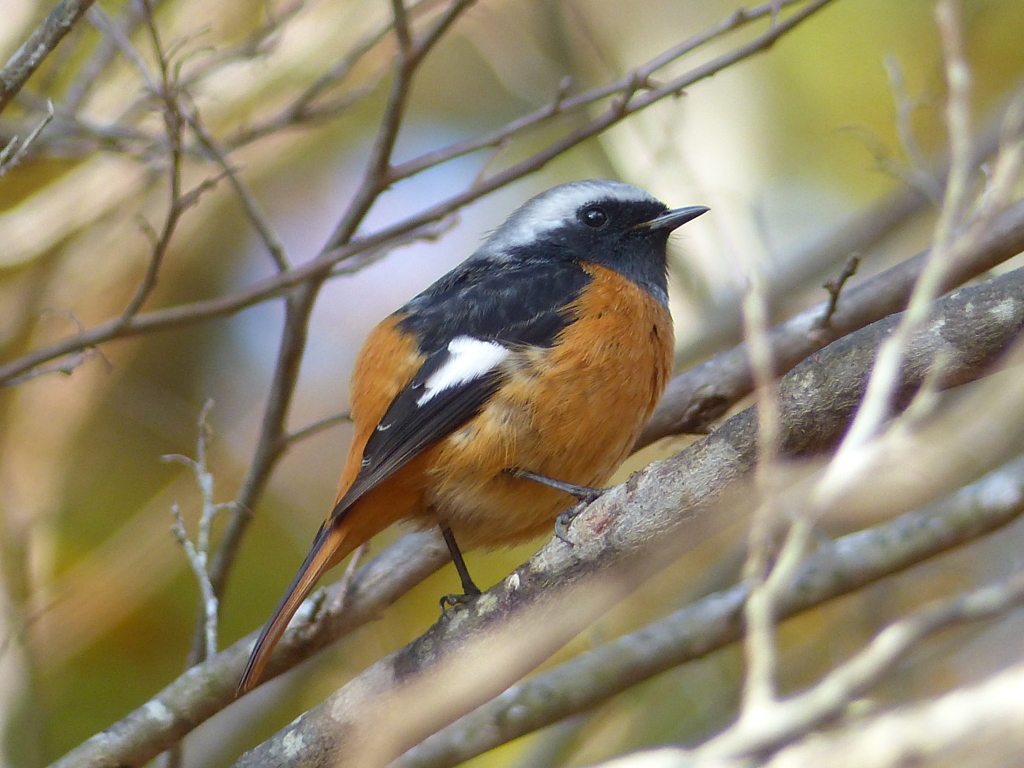 秋の里山で7(ジョウビタキ1)