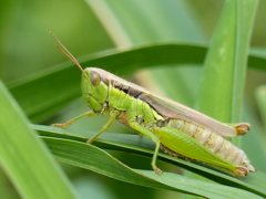 イナゴ  