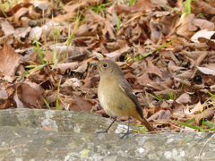 冬の里山で9(ジョウビタキ）