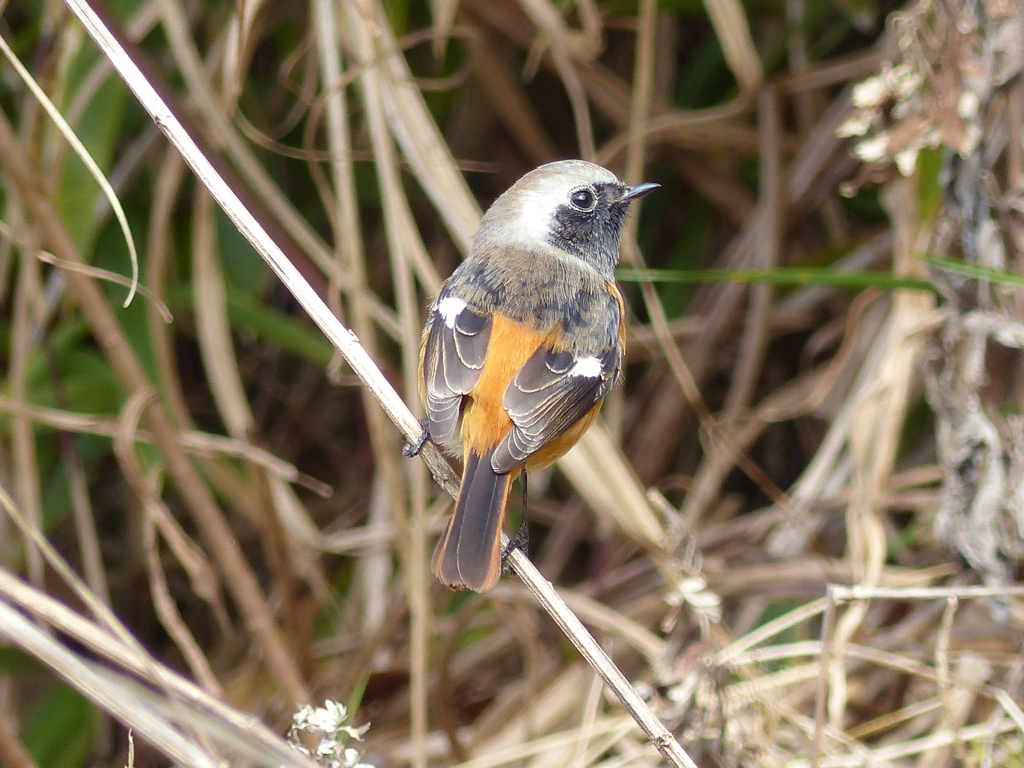 初冬の里山で(ジョウビタキ)