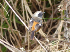 初冬の里山で(ジョウビタキ)