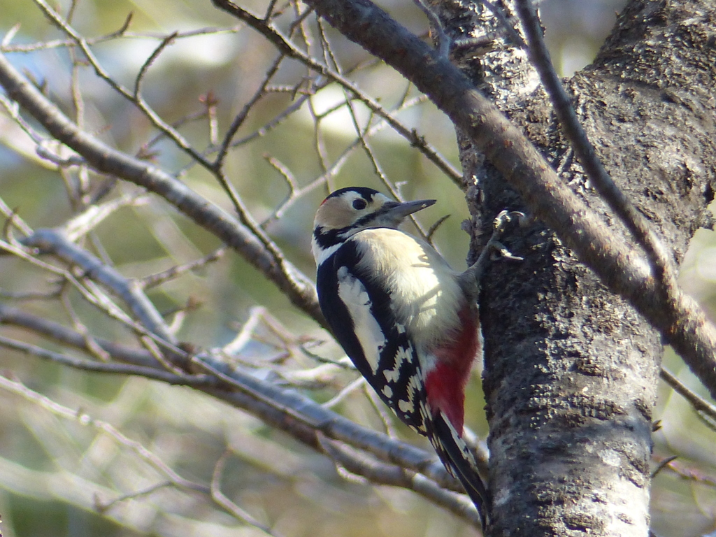 冬の里山で7(アカゲラ)