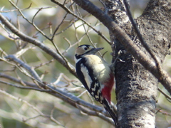 冬の里山で7(アカゲラ)