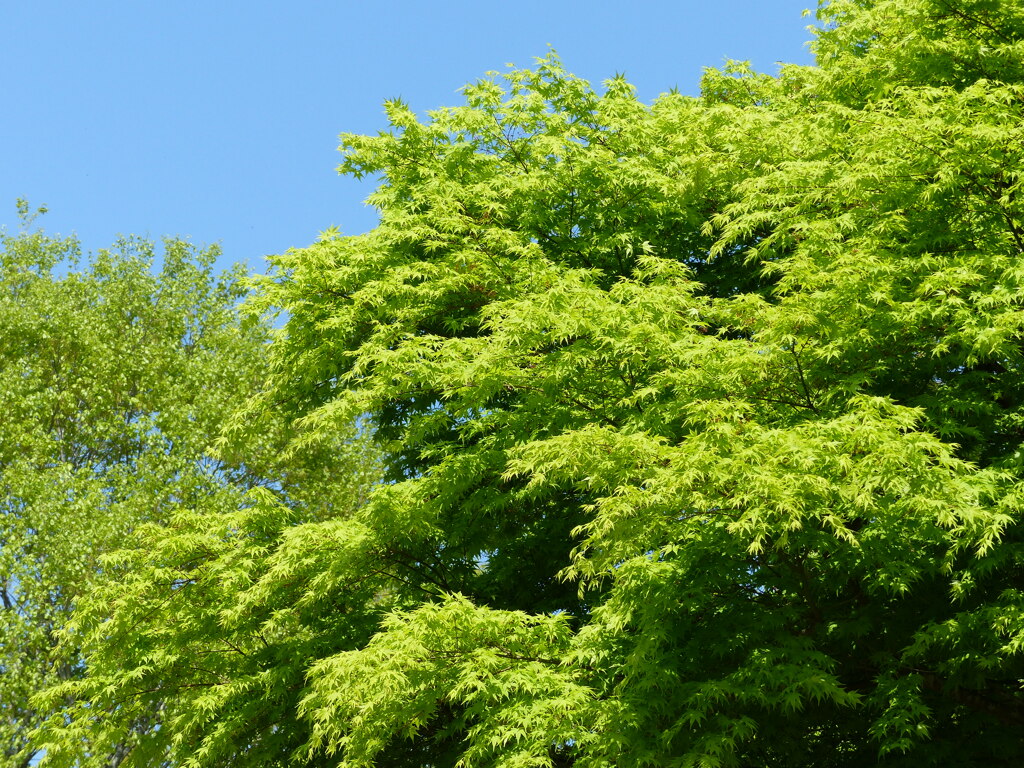春の里山で11(新緑)