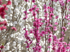 花もも