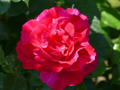 春の花14(バラ4)