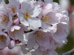 青空と桜