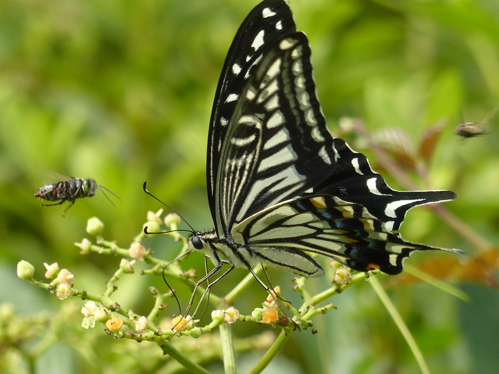 夏の昆虫 By Aqua Id 写真共有サイト Photohito