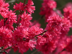 花もも