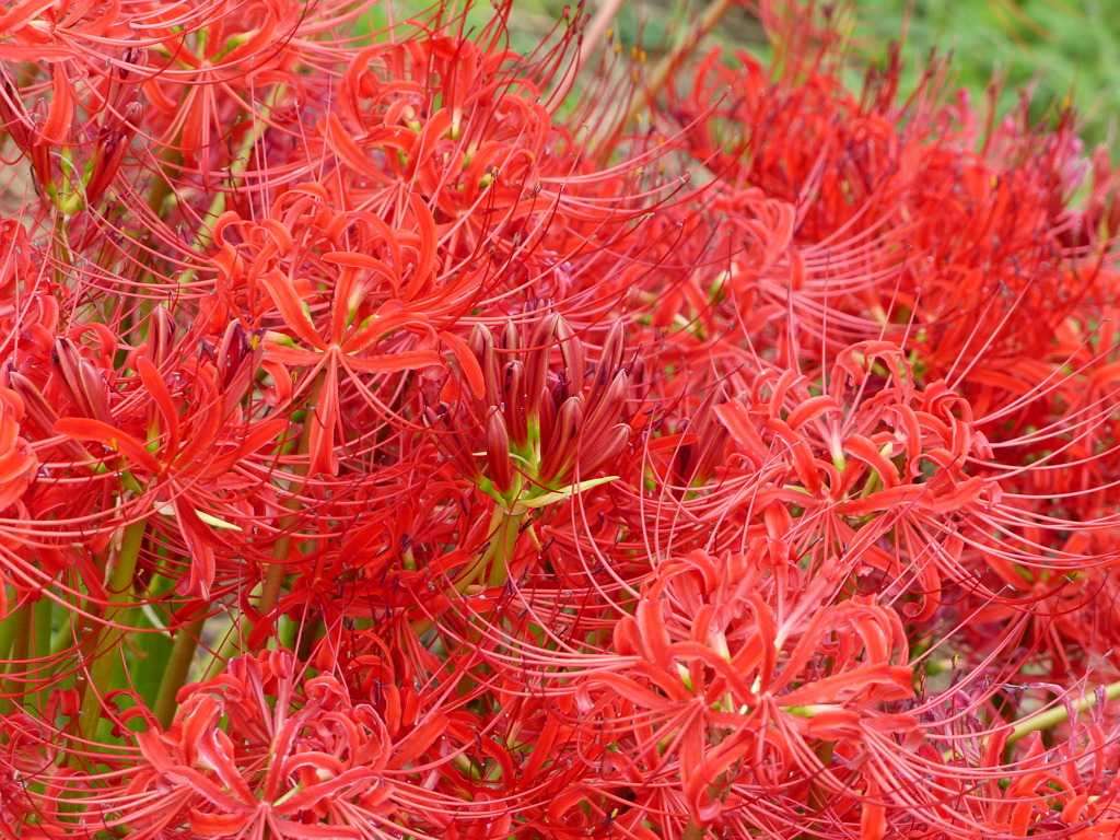 秋の花2(彼岸花)