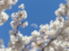 青空と桜と春の月