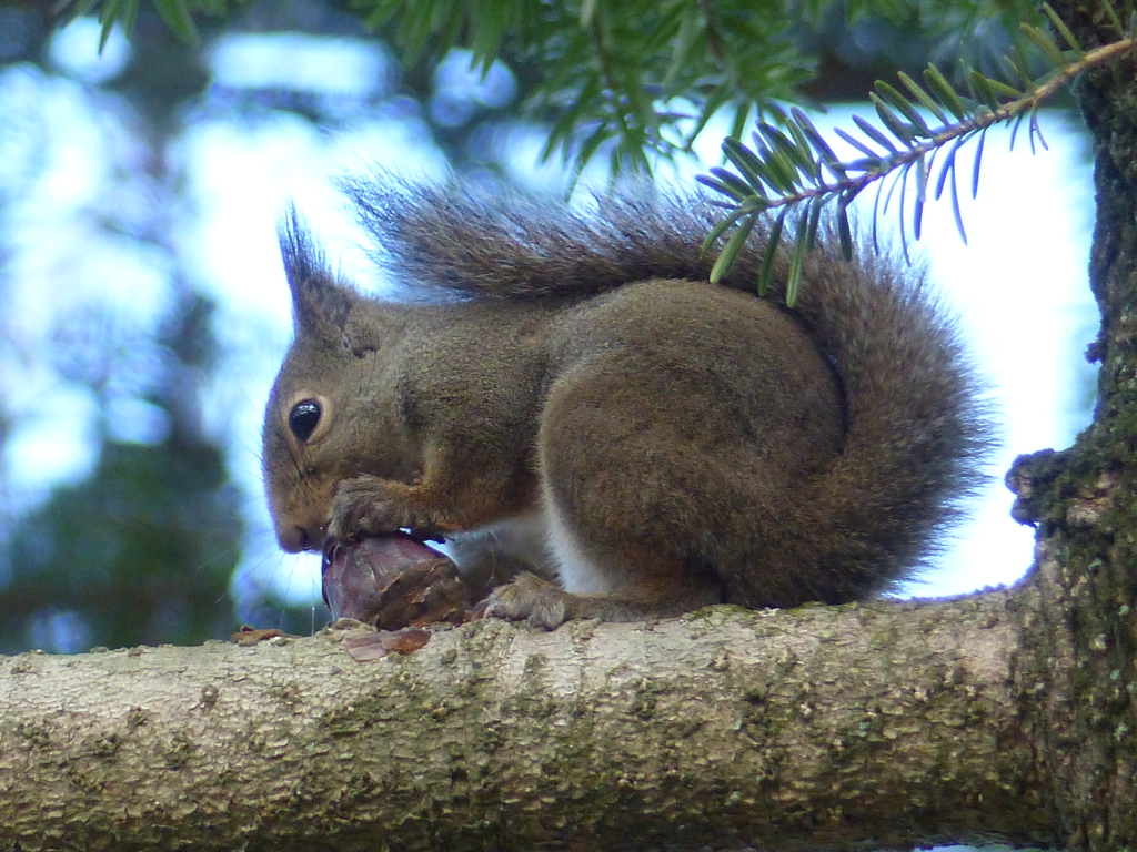 冬の里山で4(リス2)