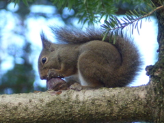 冬の里山で4(リス2)