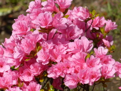 春の花