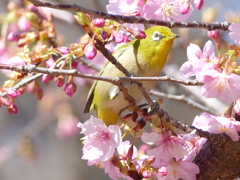 春1(河津桜とメジロ1)