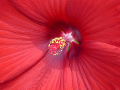 夏の花6(アメリカフヨウ)