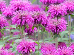 夏の花2(モナルダ)