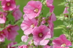 花畑で　