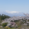 花見山から