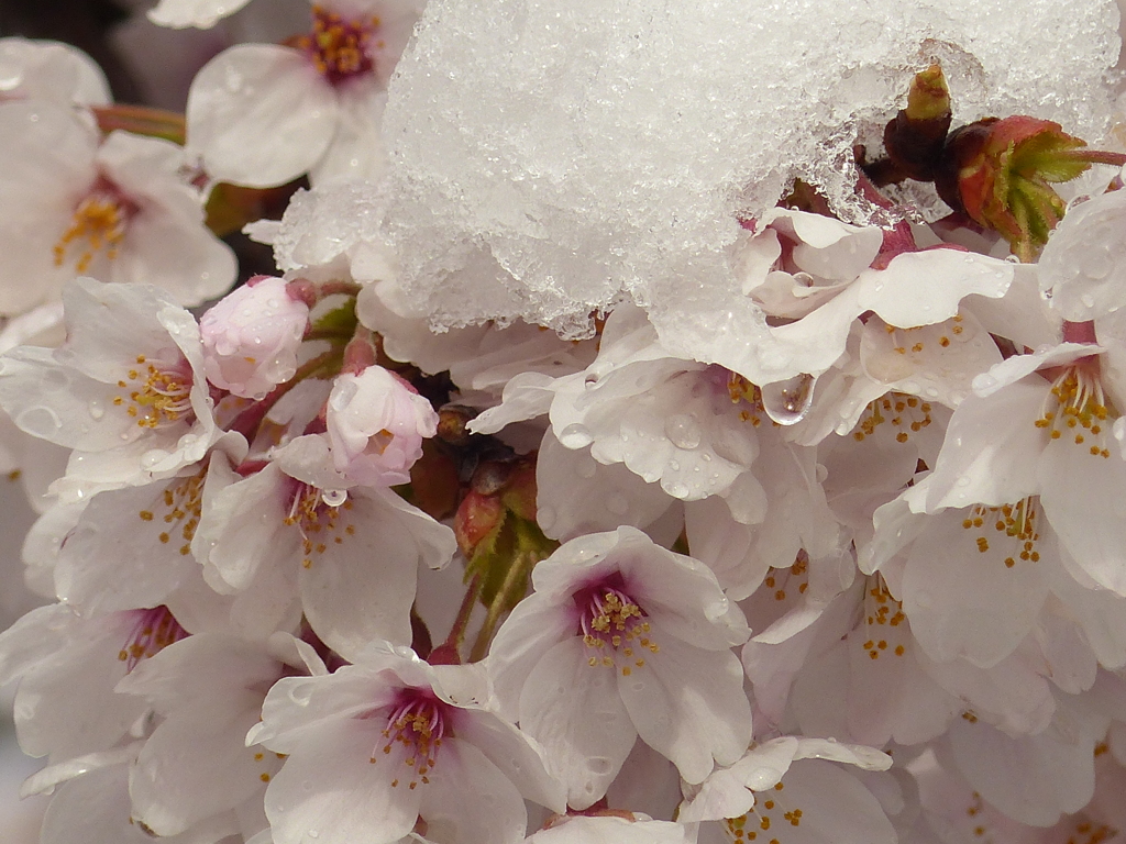 雪桜