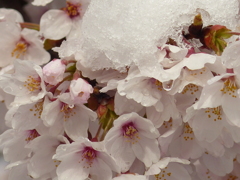 雪桜