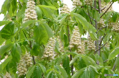 栃の木の花