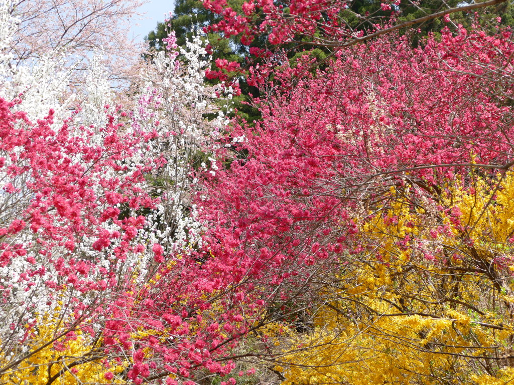 花もも