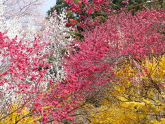 花もも