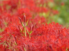 彼岸花