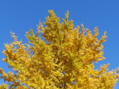 秋の里山で4(紅葉1)