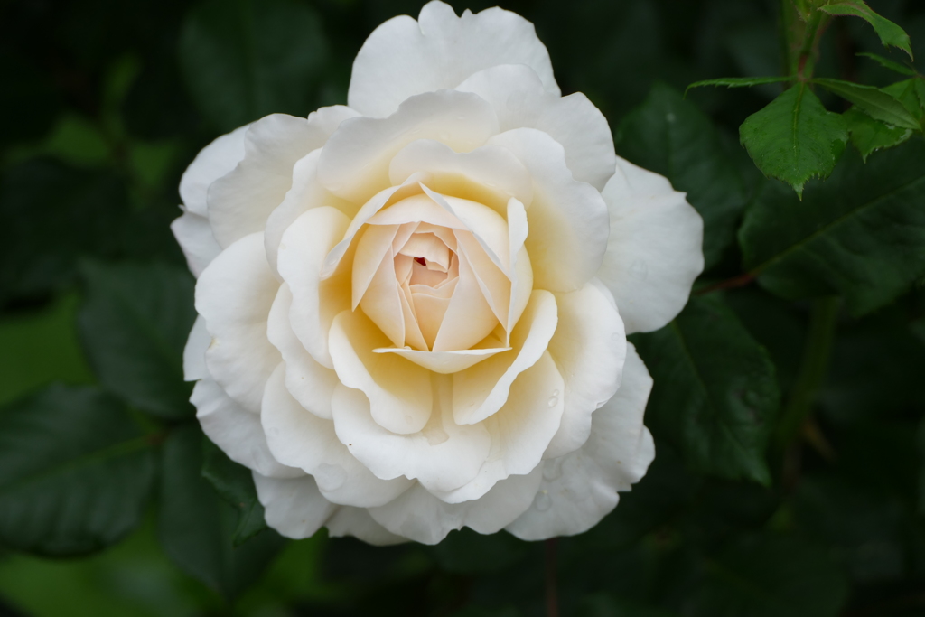 雨上がりのバラ園で