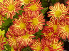 秋の花1(菊)