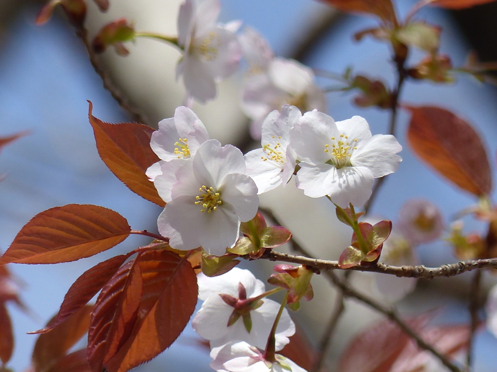 桜