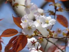 桜