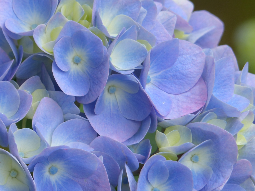 紫陽花